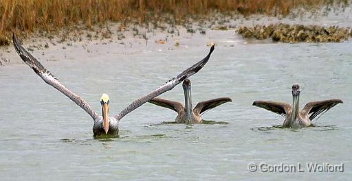 Pelicans Taking Wing_30364.jpg - Photographed along the Gulf coast near Port Lavaca, Texas, USA.